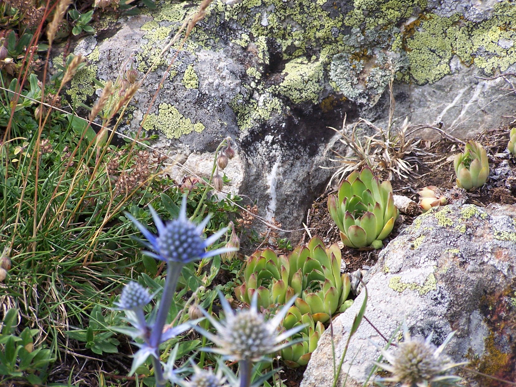 Plantes de montagne au pied des rochers