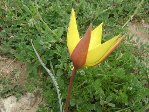 Tulipe sauvage, photo prise le 17 avril 2009, dans une prairie (altitude: 1100 m) à Bordj ghedir- ALGERIE