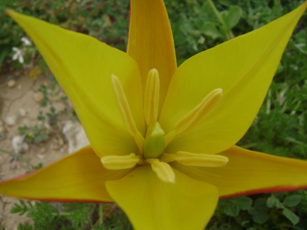 Tulipe sauvage, photo prise le 17 avril 2009, dans une prairie (altitude: 1100 m) à Bordj ghedir- ALGERIE