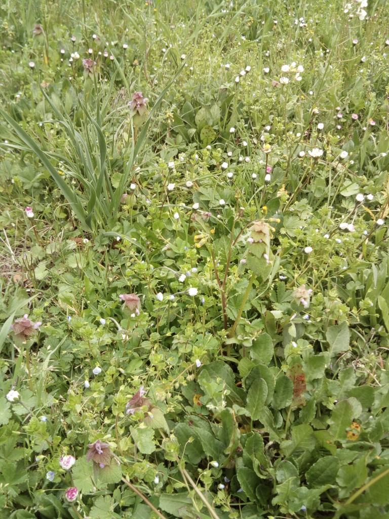 bord d'un champ -pâquerettes et nombreuses autres plantes