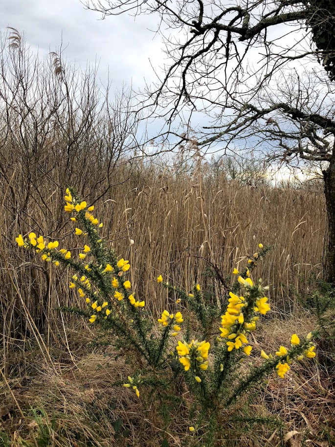 plante epineuse à fleurs jaunes et herbes
