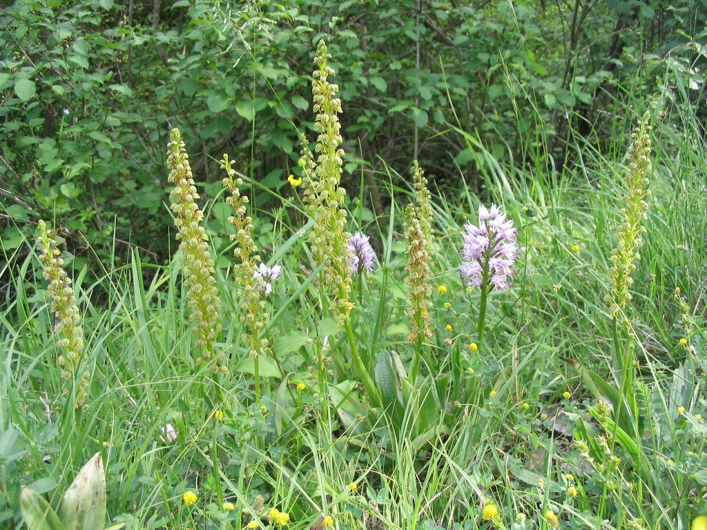 Diverses plantes dant 2 orchidées, des herbes, de petites fleurs jaunes