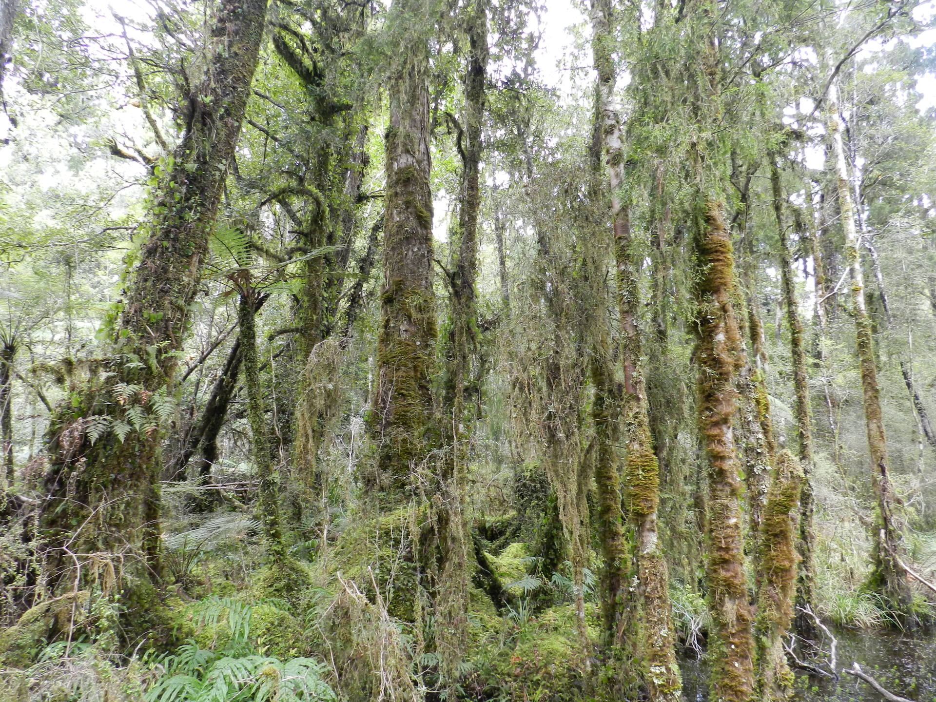 foret humide milford trail