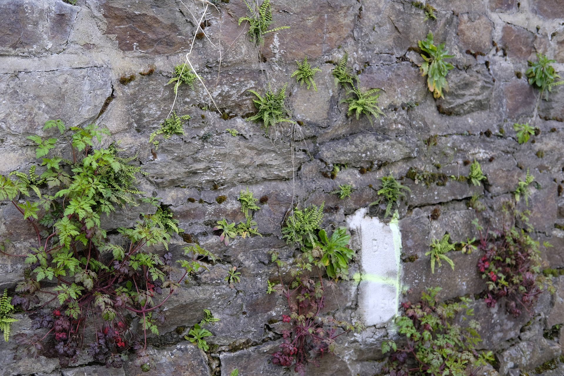 Vieux mur où des plantes poussent dans les interstices.