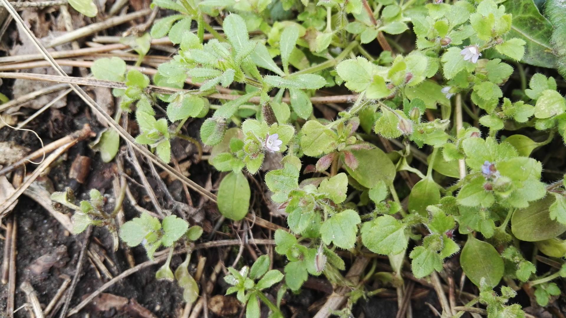 Plante non-identifiée