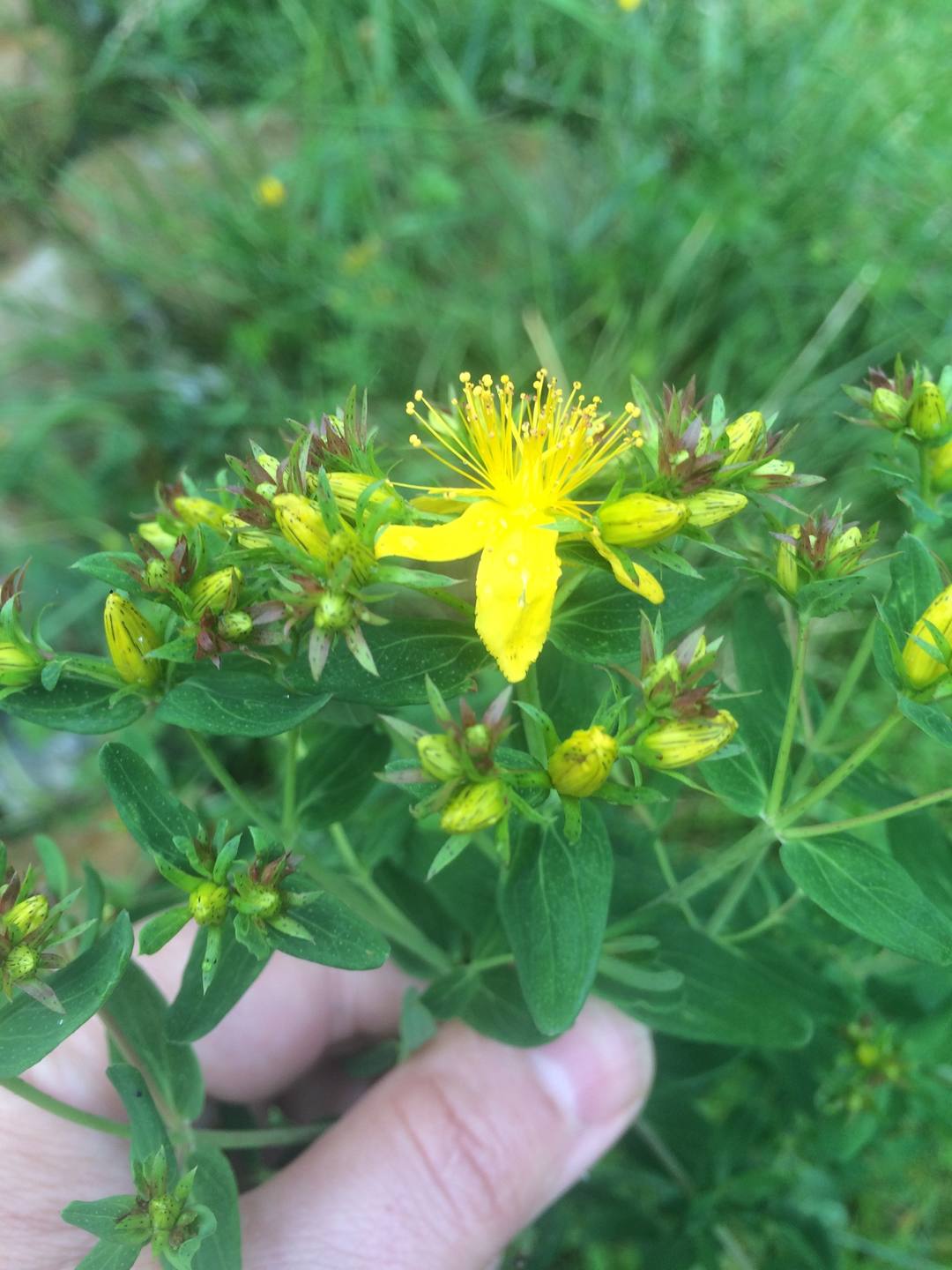 Millepertuis À Le Roux ,Belgique se situe en bordure de chemin période juin17