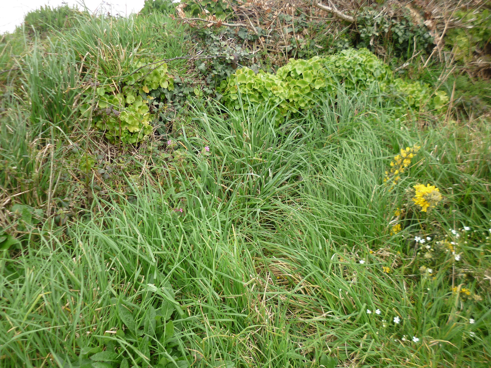 En bord de chemin, à proximité d'un fleuve