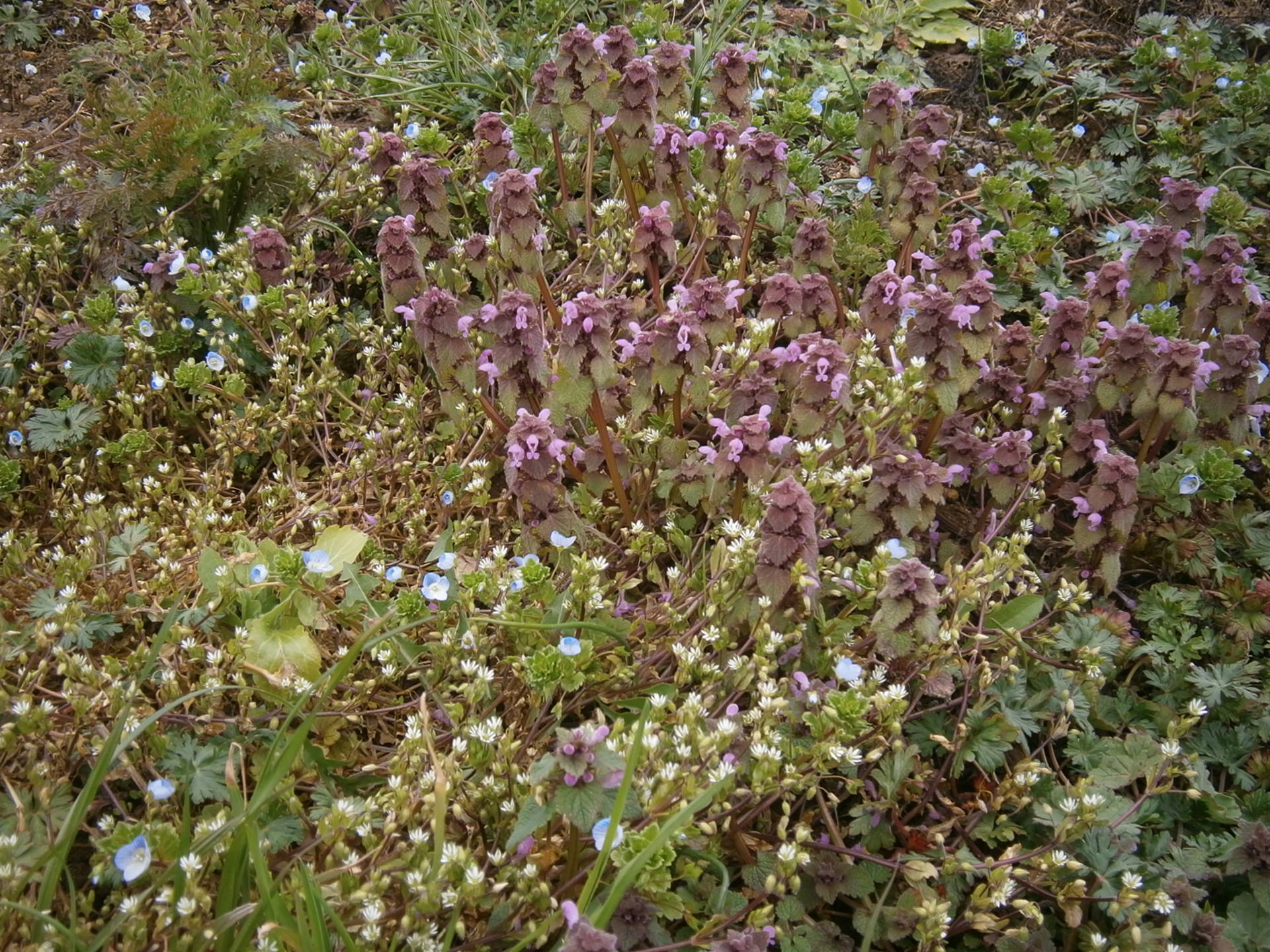 Biodiversité vigne neuchâteloise