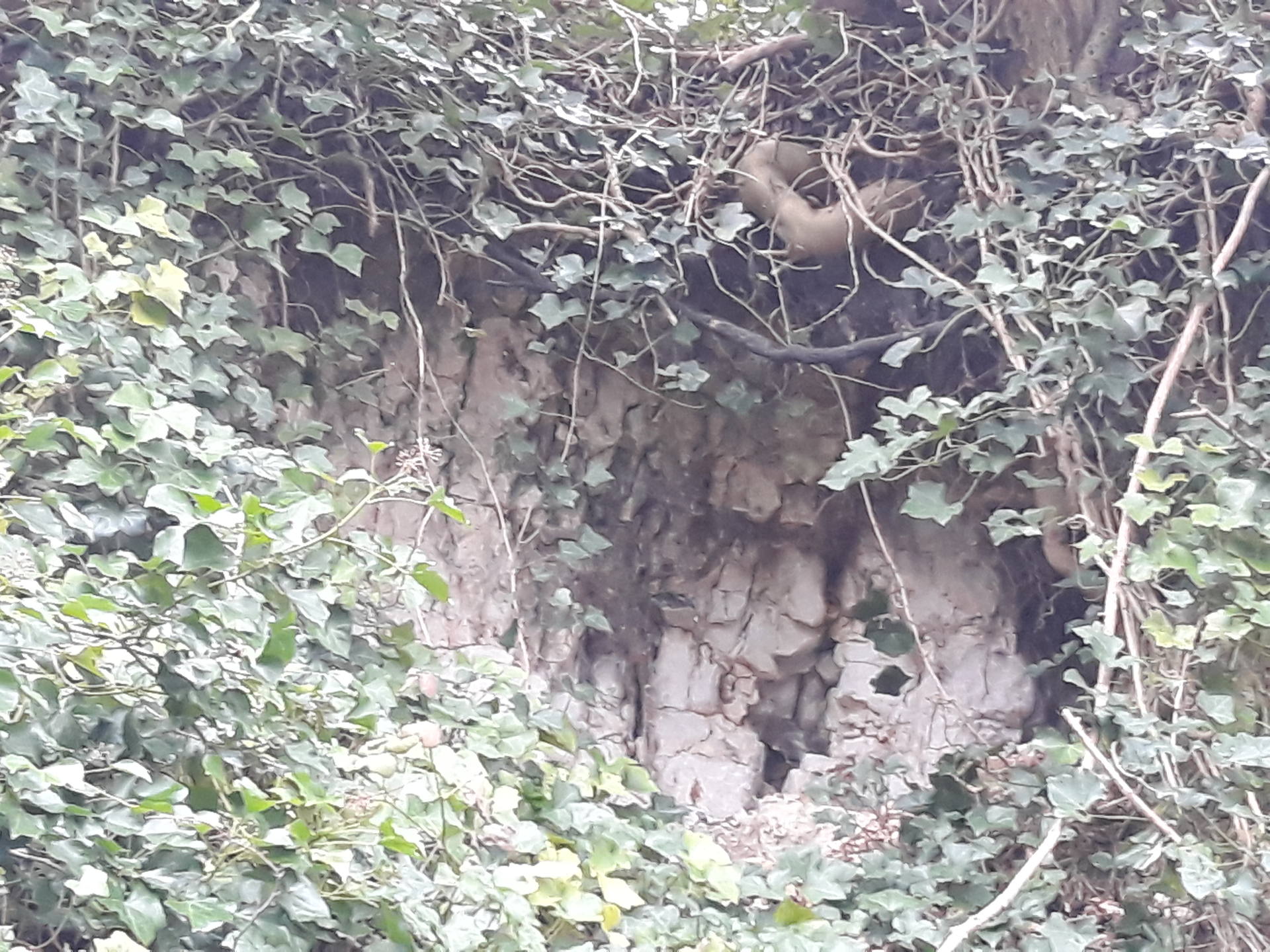 scrofulaire du printemps