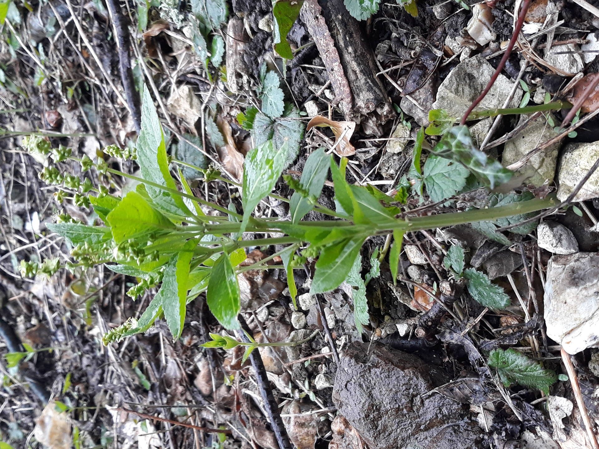 scrofulaire du printemps
