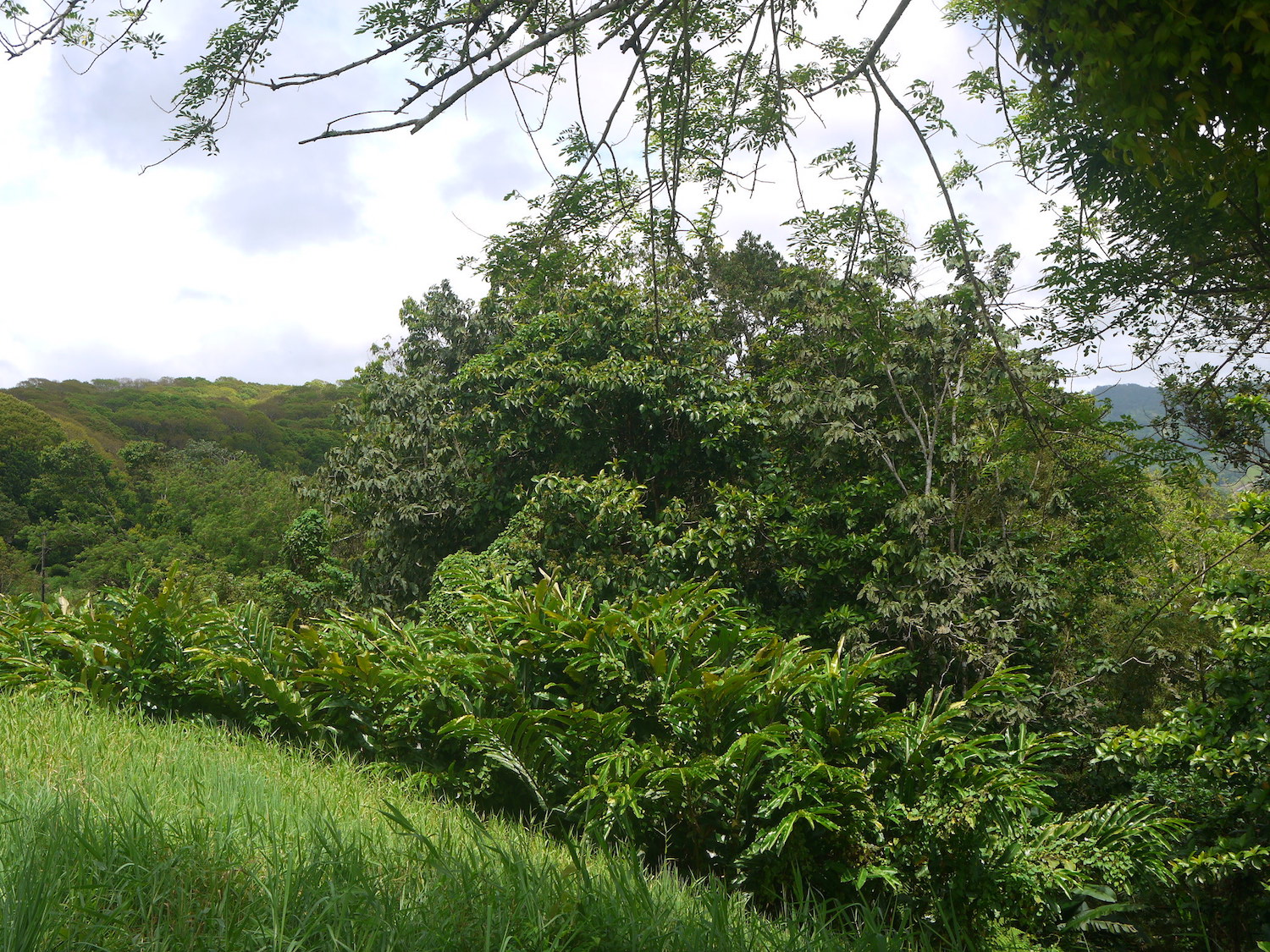 biodiversité tropicale