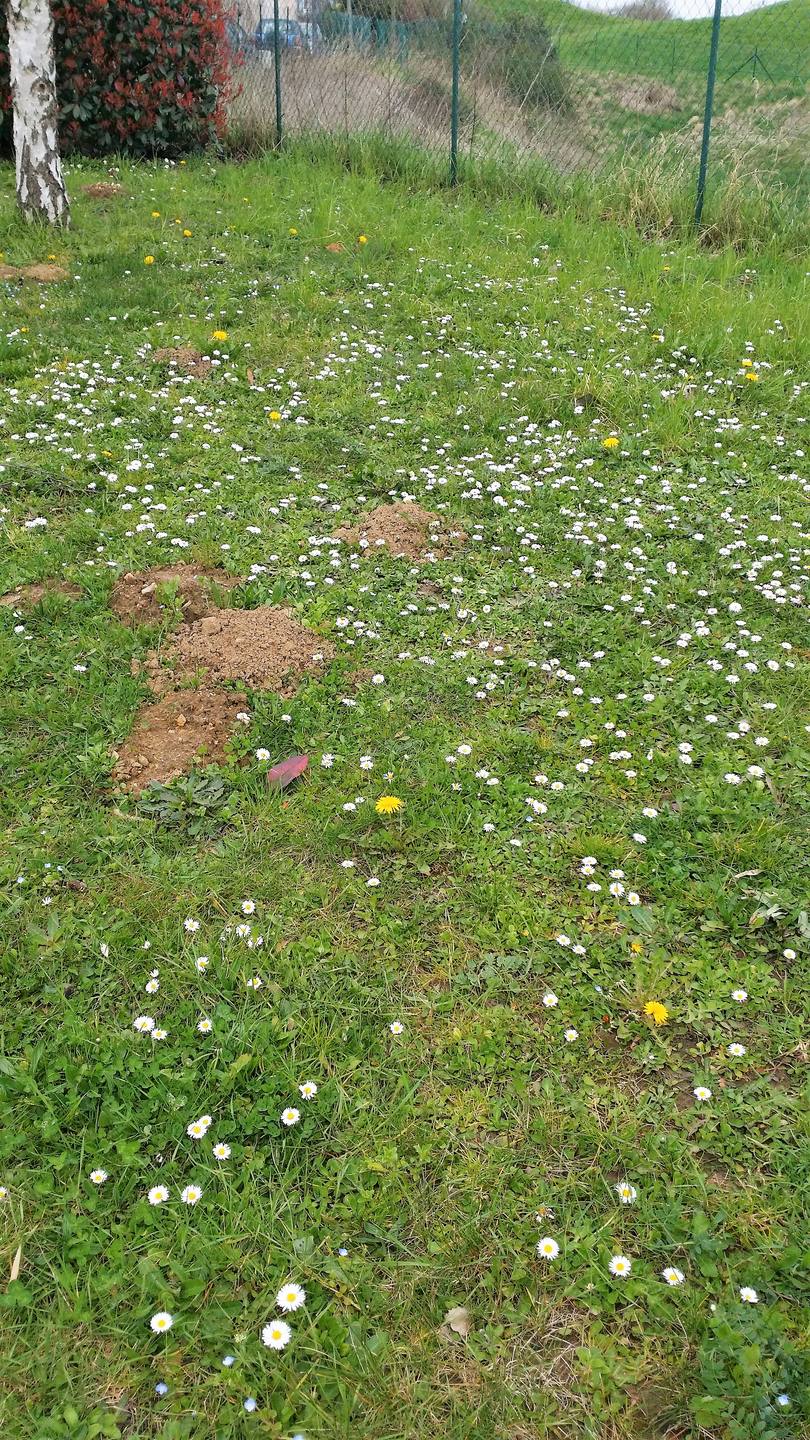Petite biodiversité près d'un chemin à Igny 92