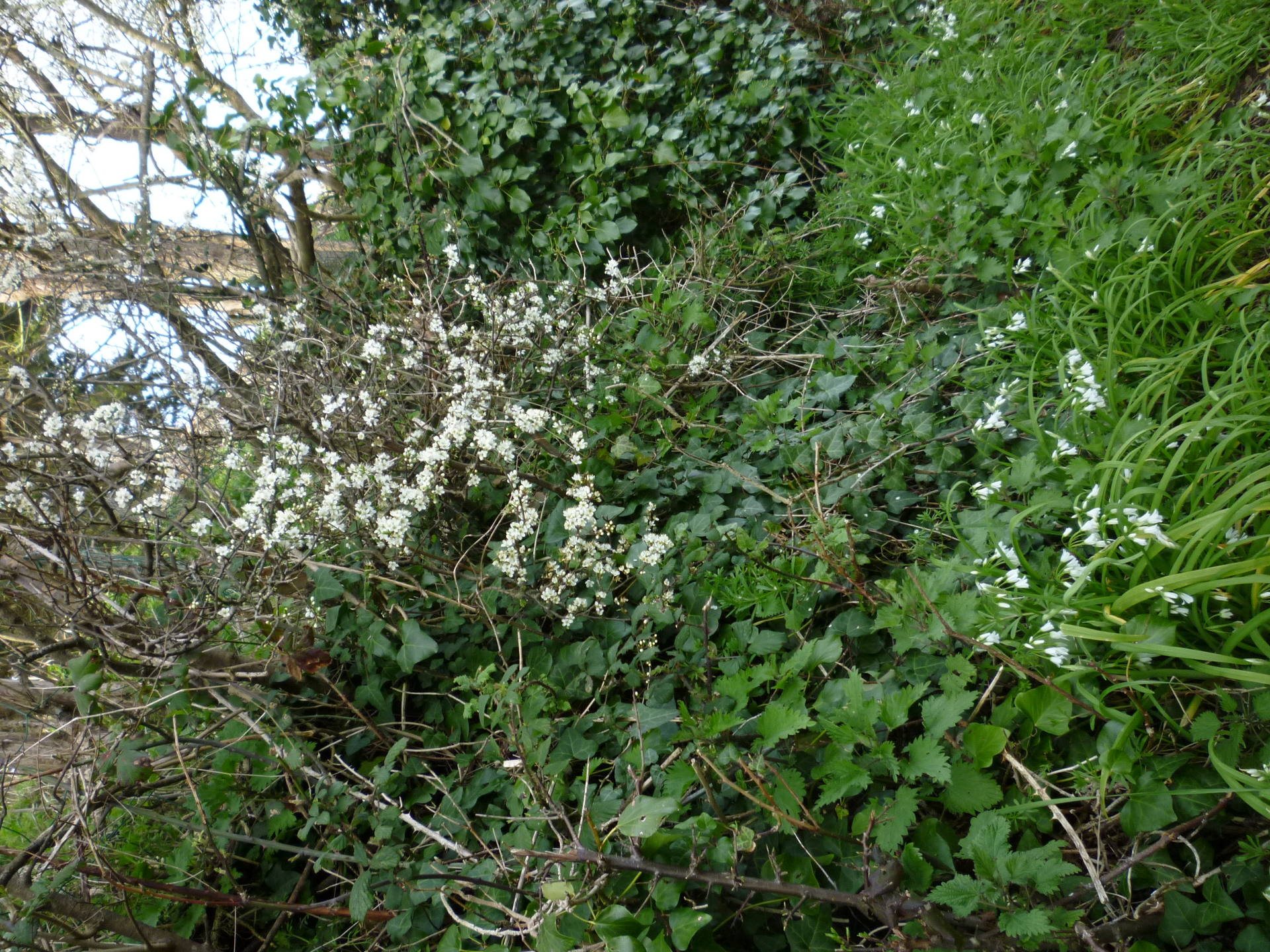 Talus de sentier côtier avec au sommet une aubépine en fleur, plus bas du lierre et de l'ortie, et à la base des leurs blanches en clochettes ressemblanr aux jacinthes des bois ou à l'ail des ours.