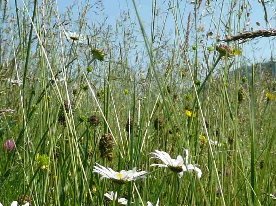 champ dans la vallée de Campan