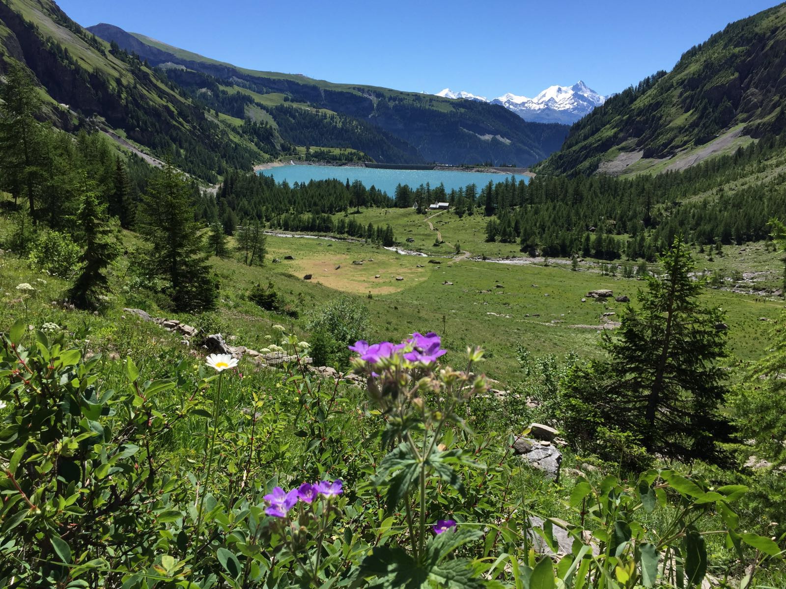 biodiversité alpestre
