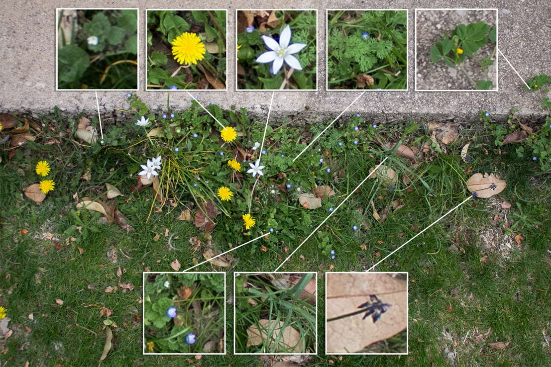 Un bord de chemin...