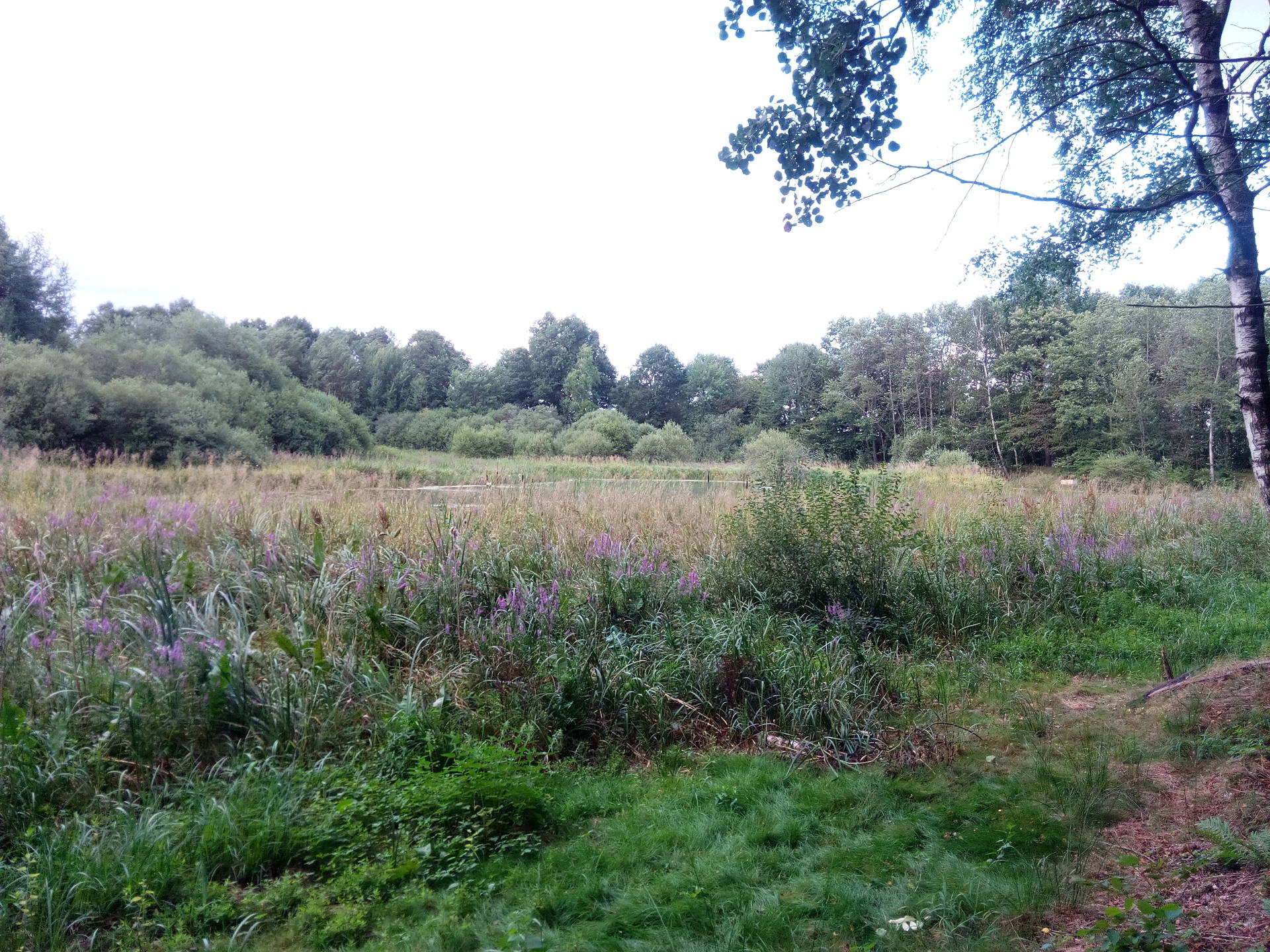 Zone humide dans l'Aube