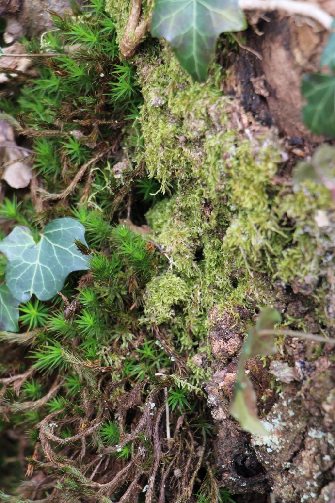mousses entremélées de lierre