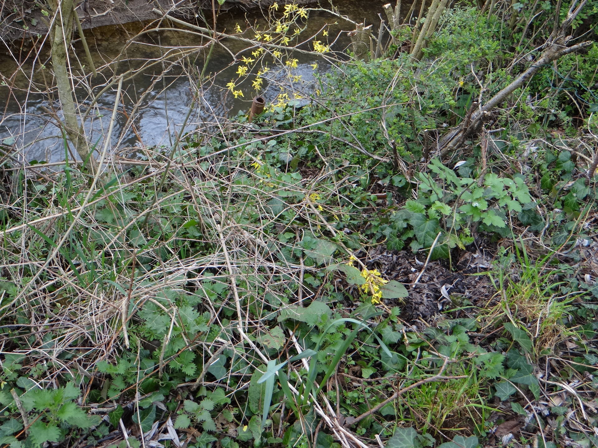 au bord de La Verse (Oise)
