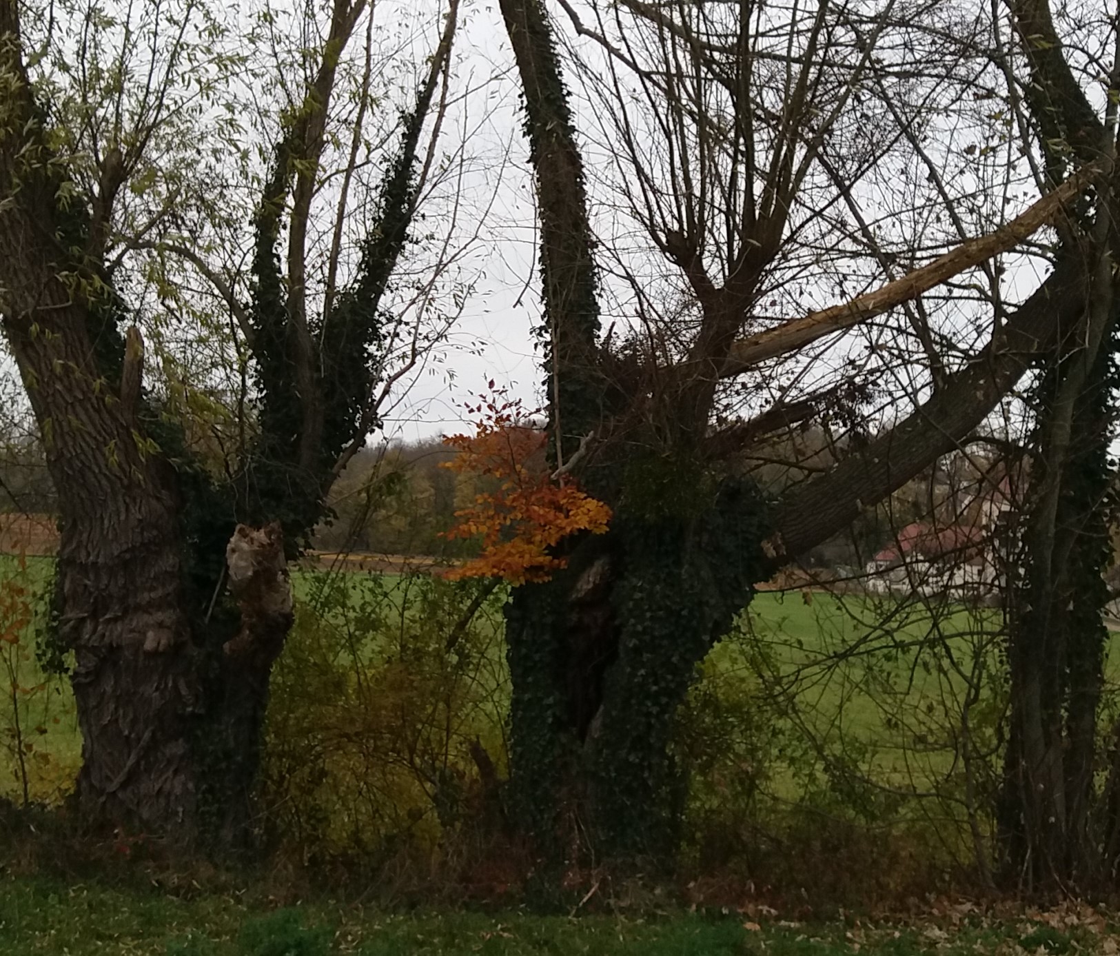 Biodiversité hêtre et Saule vue 1