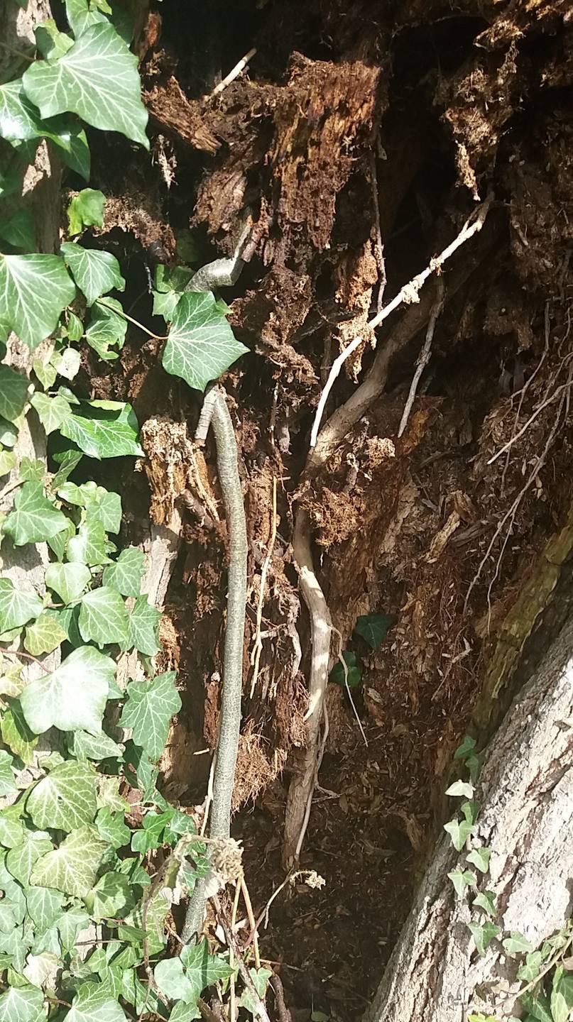 Biodiversité hêtre et Saule vue 2