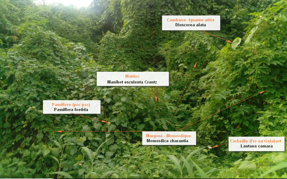 Biodiversité côte Ouest de La Réunion