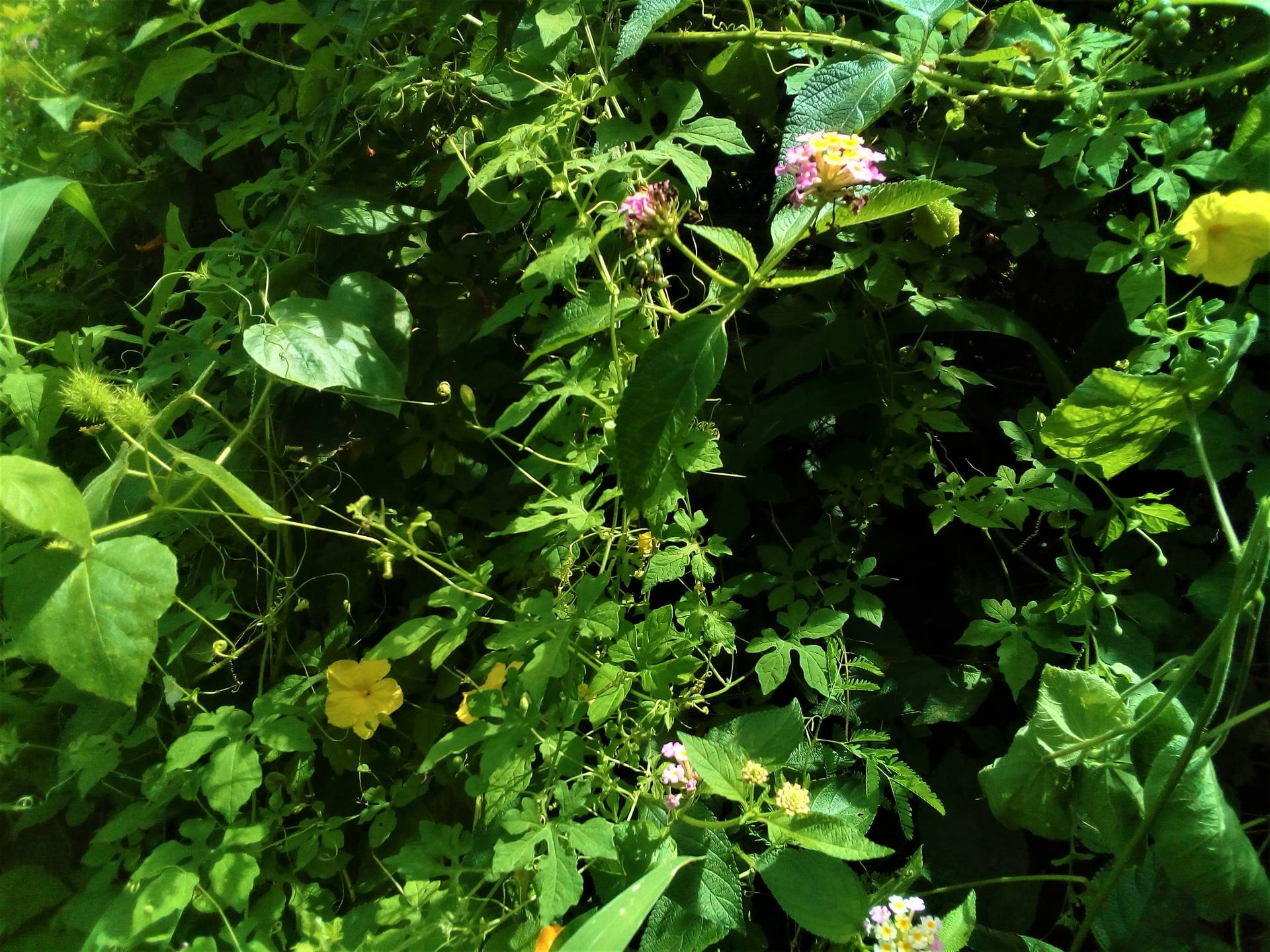 Biodiversité côte Ouest de La Réunion