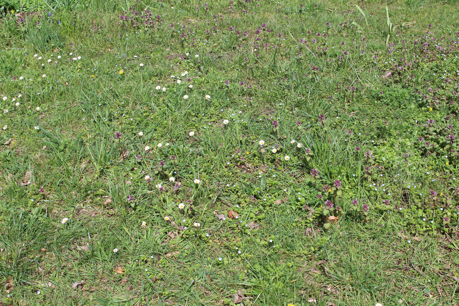 Diversité d'une pelouse