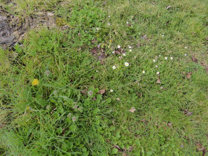 Biodiversité annepontoise 17