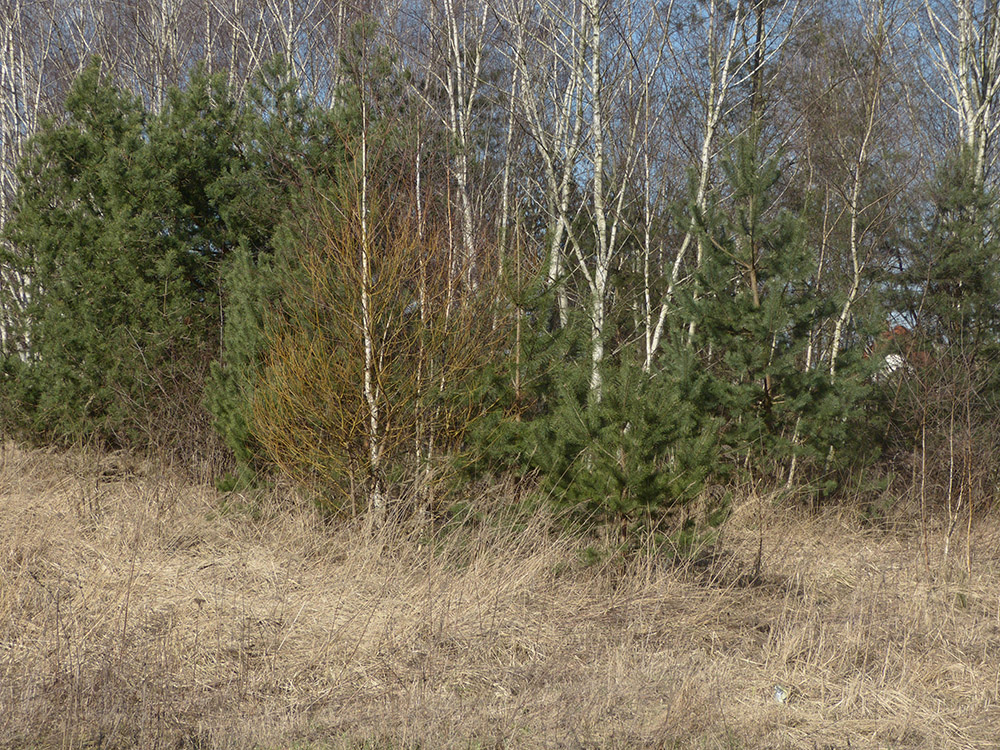 Biodiversité en bord de route
