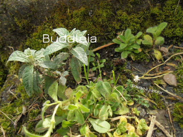 plantule de buddleia, mousses, Poacee et non déterminée