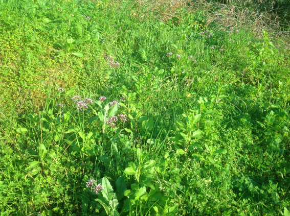 parterre de plantes en avril