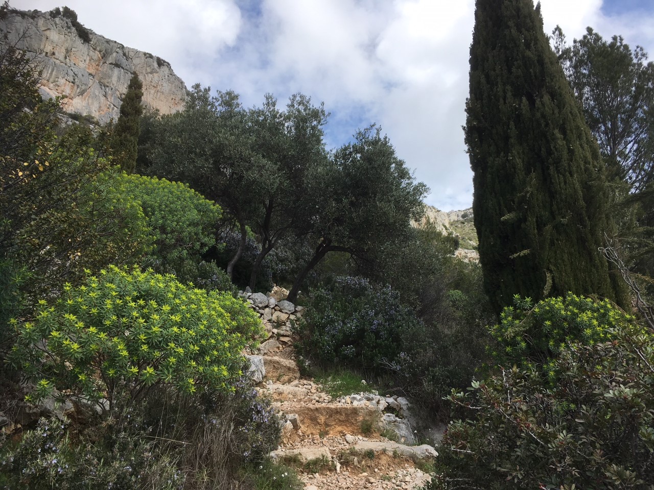 Habitat de Garrigue, Alpes Maritime entre Cap d'Ail e La Turbie, on peut apprecier des arbres de Olivier une Romarin en fleur (rosmariunus officinalis) un cipres ( cupressus sempervirens) et deux plantes de Euphorbia dendroides