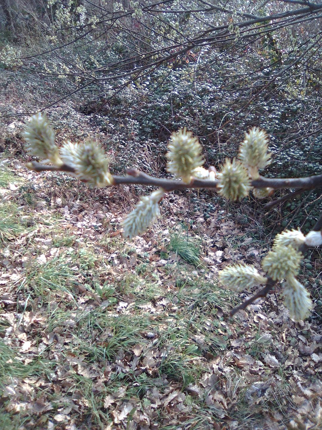 Forêt dans une colline de Rennes les bains, 11190, Aude, France