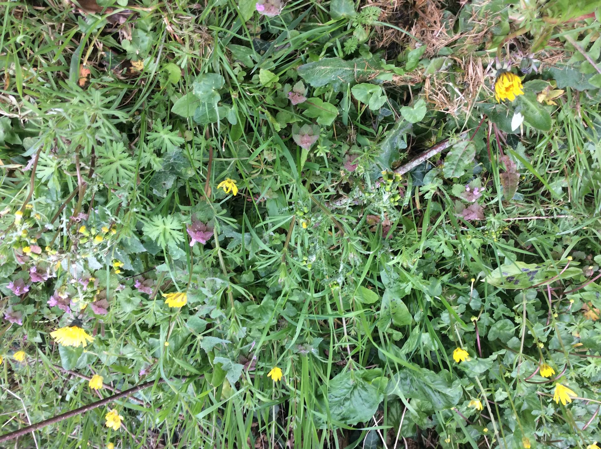 Proximité de plusieurs fleurs sauvages
