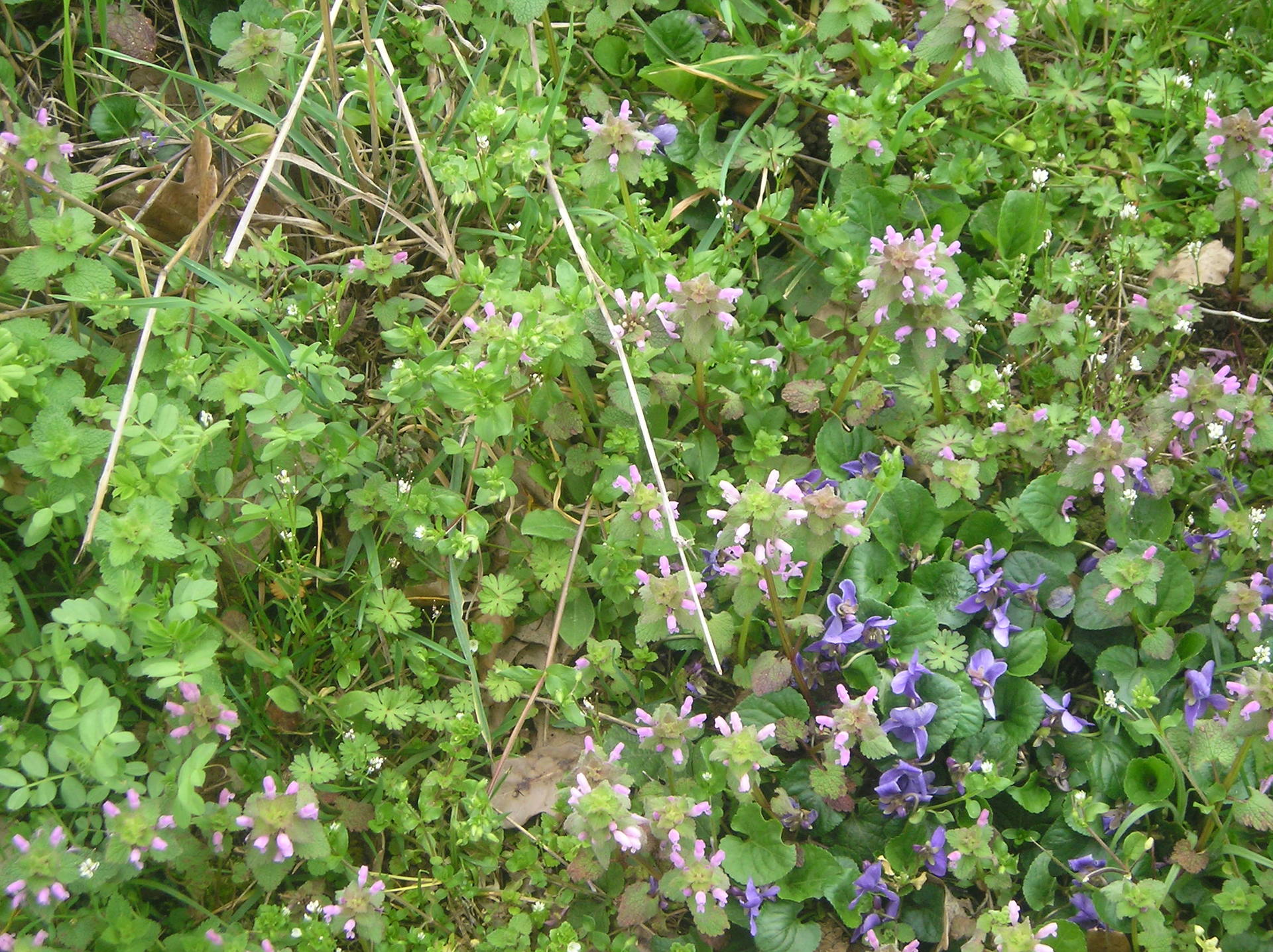 fleurs sauvages au jardin