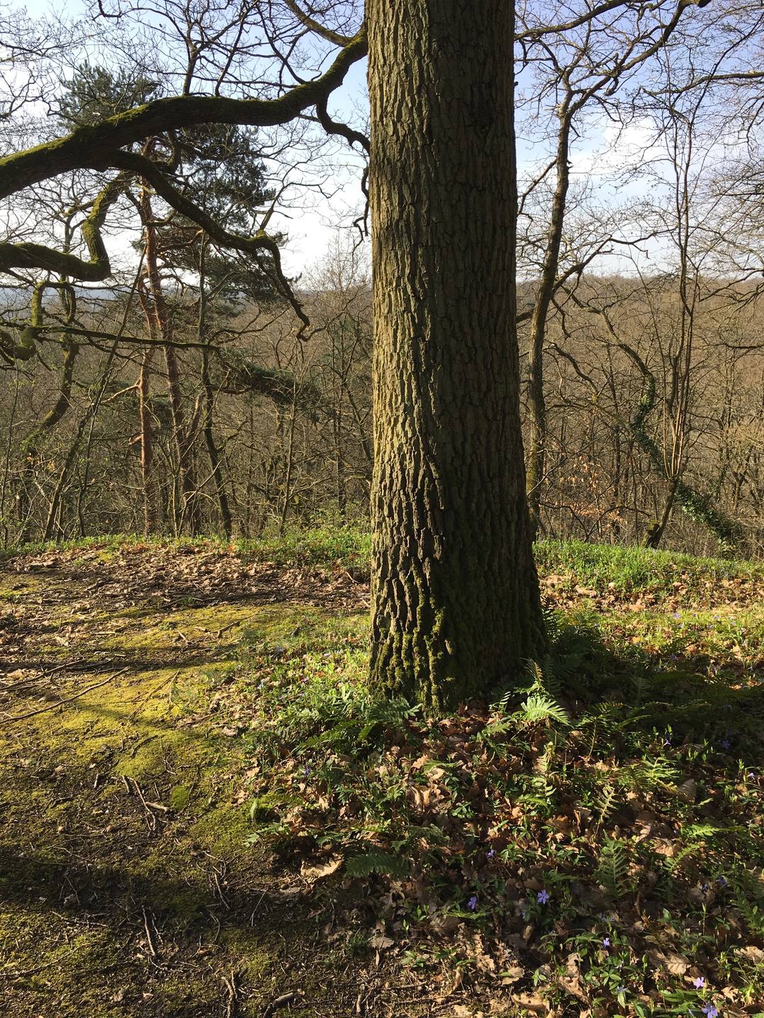 fougère, pervenche, mousse et cônifère
