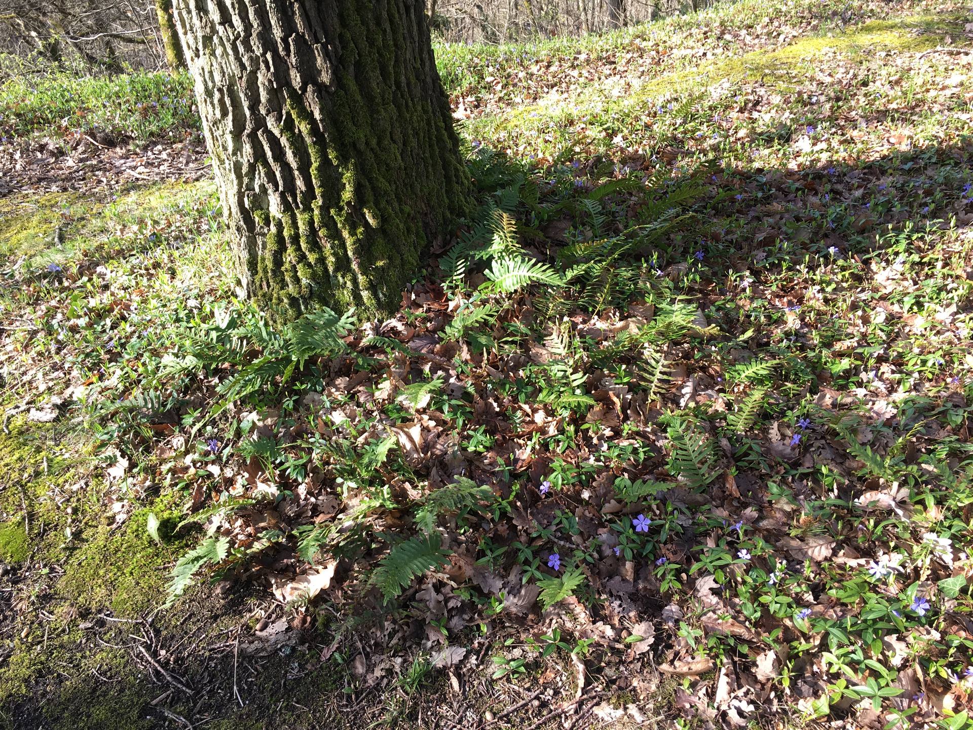 mousse, pervenche et fougère