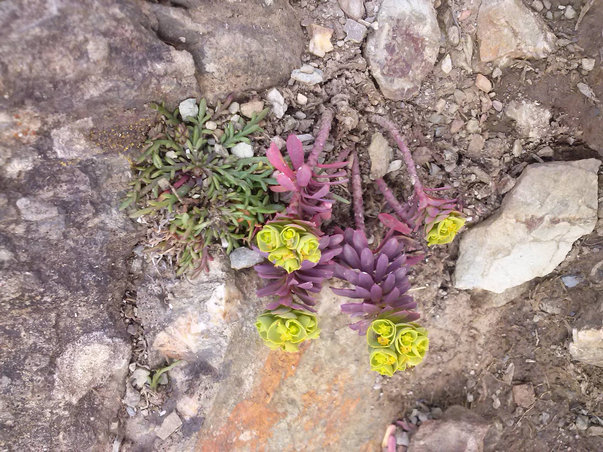 euphorbe sur la falaise