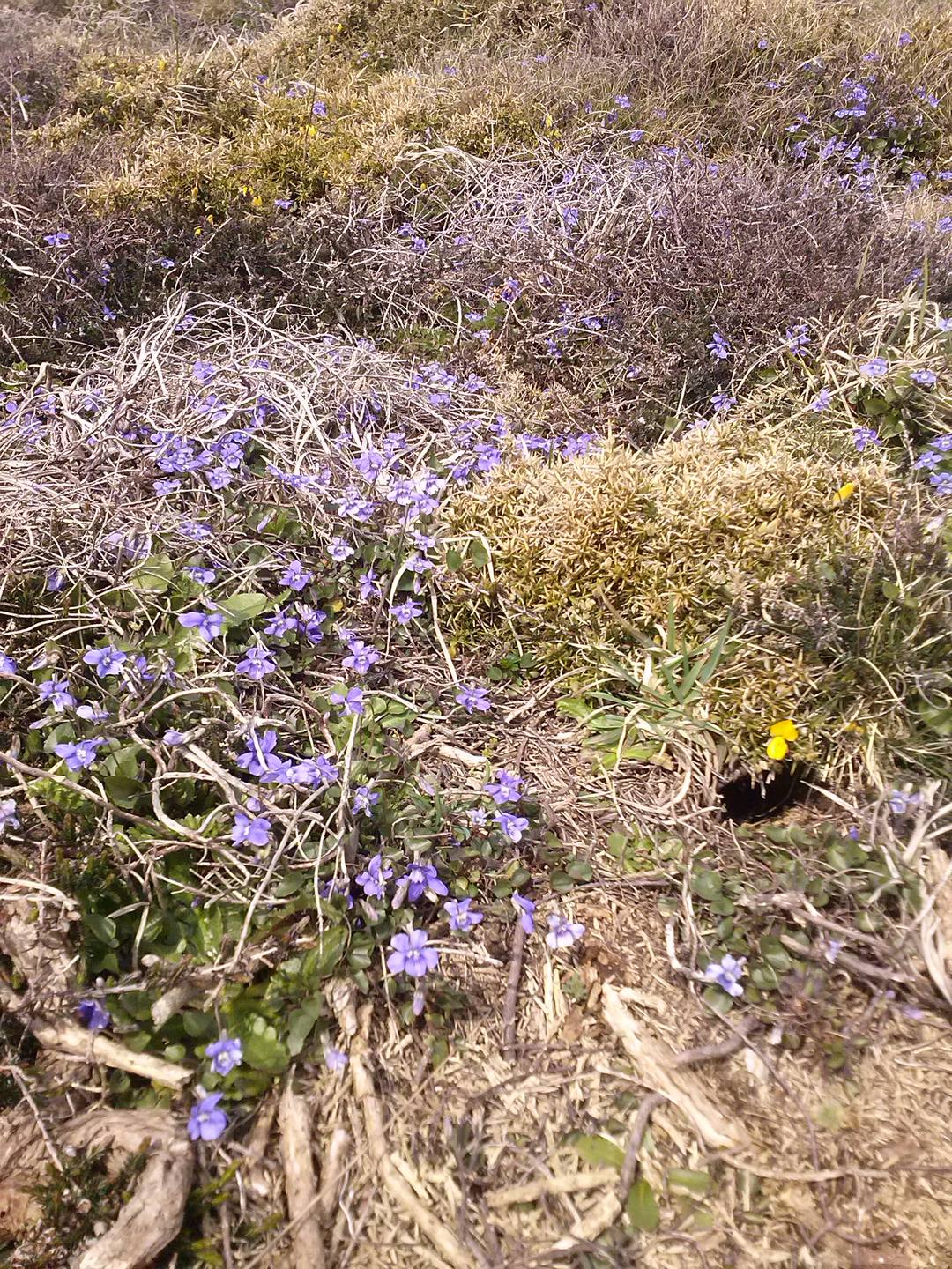 sur les falaises en baie de Douarnenez Finistère