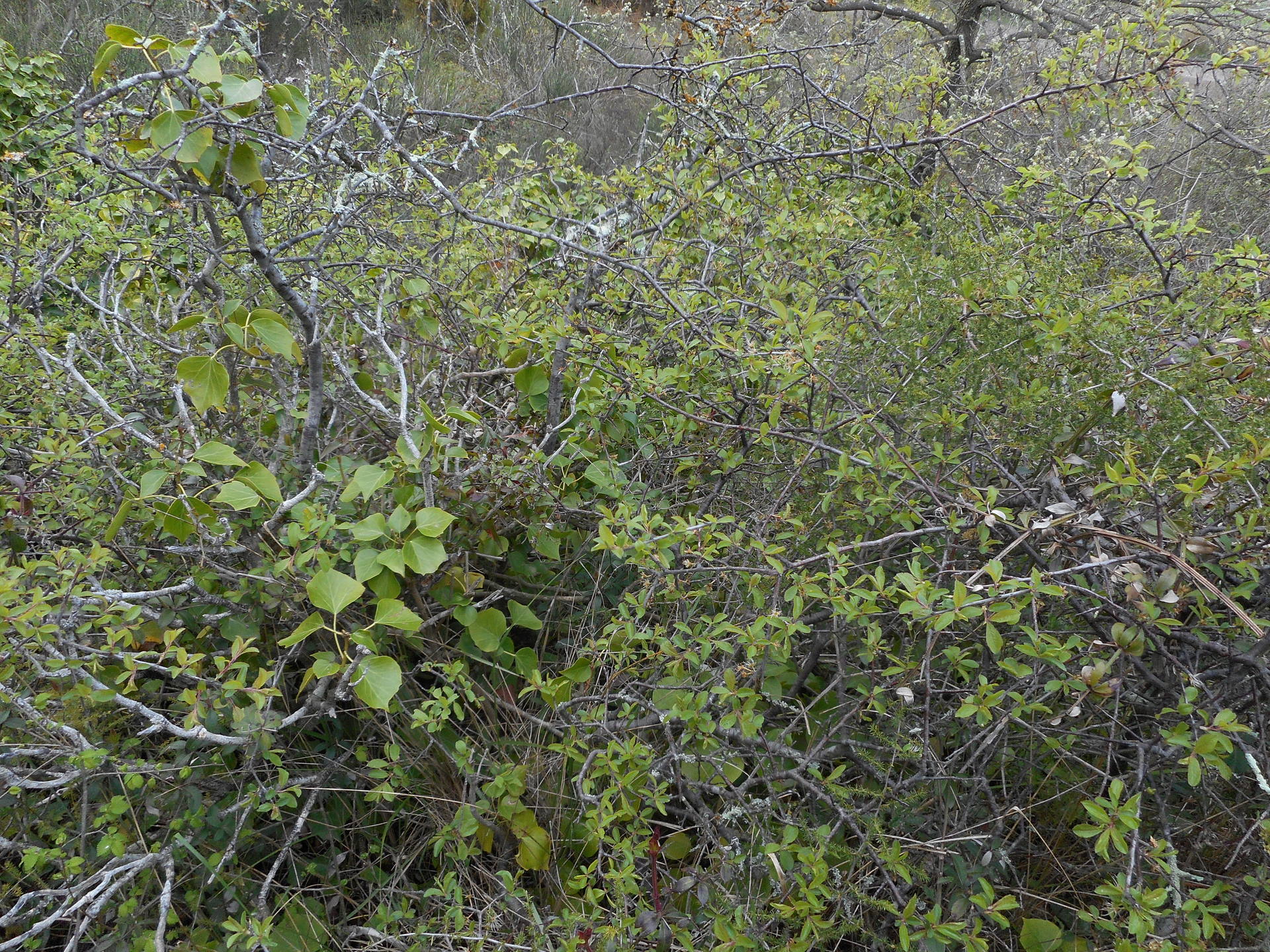 lierre, asperges sauvages et peut-être amélanchier?