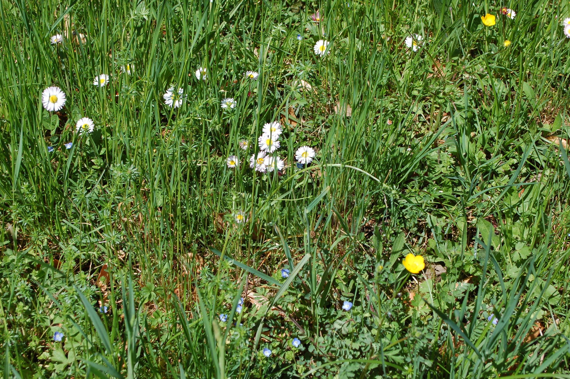 biodiversité végétale du Parc de Rochasson à Meylan