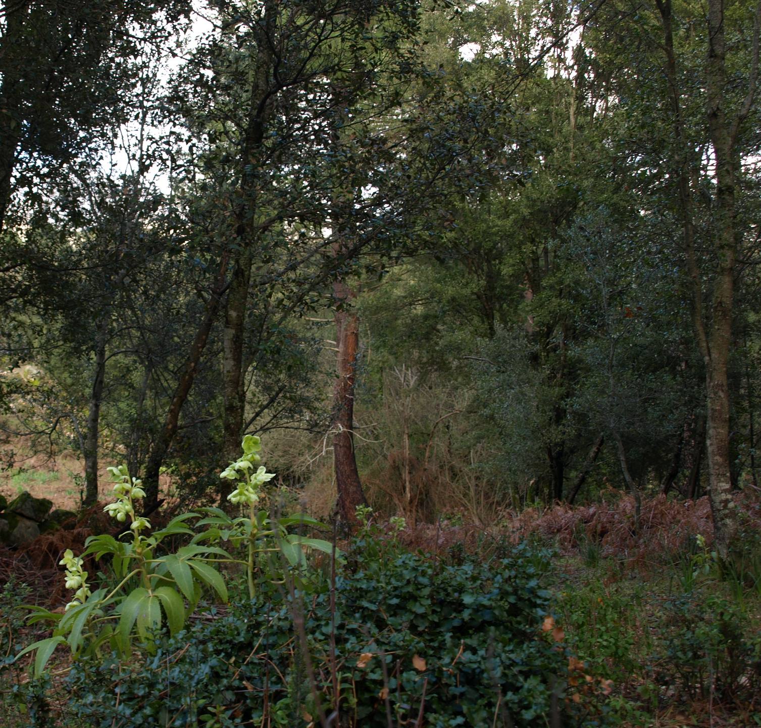 diverse variétés de végétation, Corse du sud 600 m