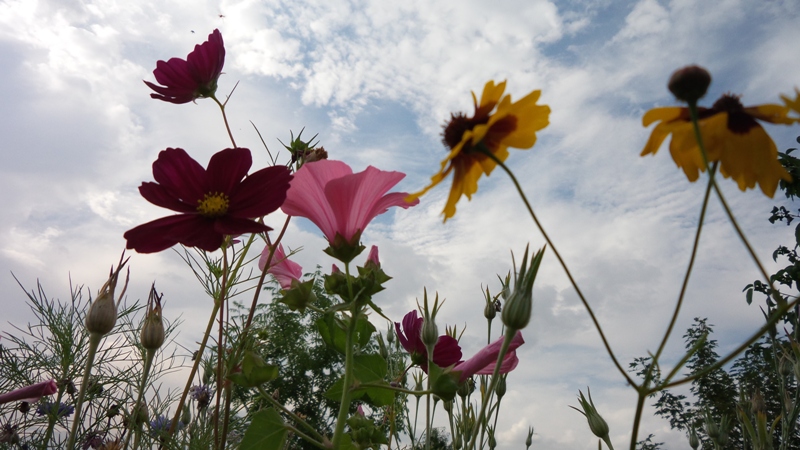 Quelques fleurs des champs obtenues sur un terrain municipal de la commune d'Ormes ; des cosmos,  des héliotropes, des bleuets visibles en été.