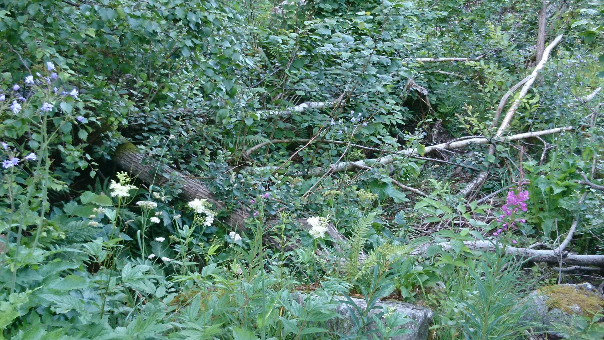 Biodiversité en Minervois