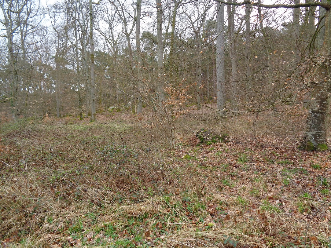 sous bois hivernal en forêt de Fontainebleau