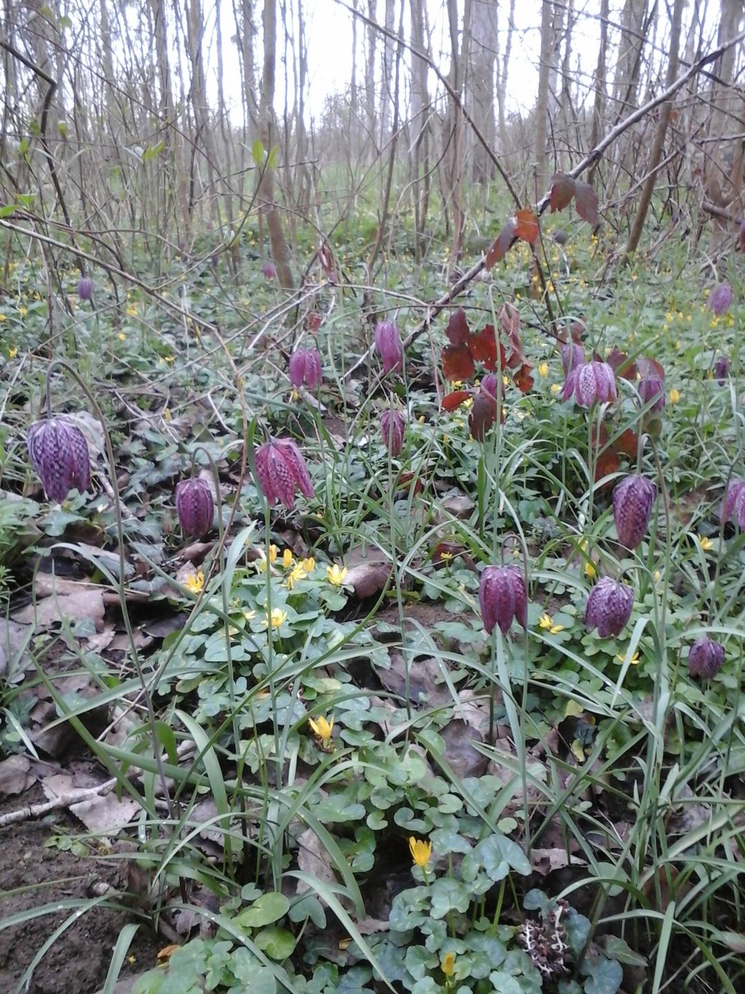 Sur les bords du Thouaret des fritillaires au milieu des ficaires, ou l'inverse.