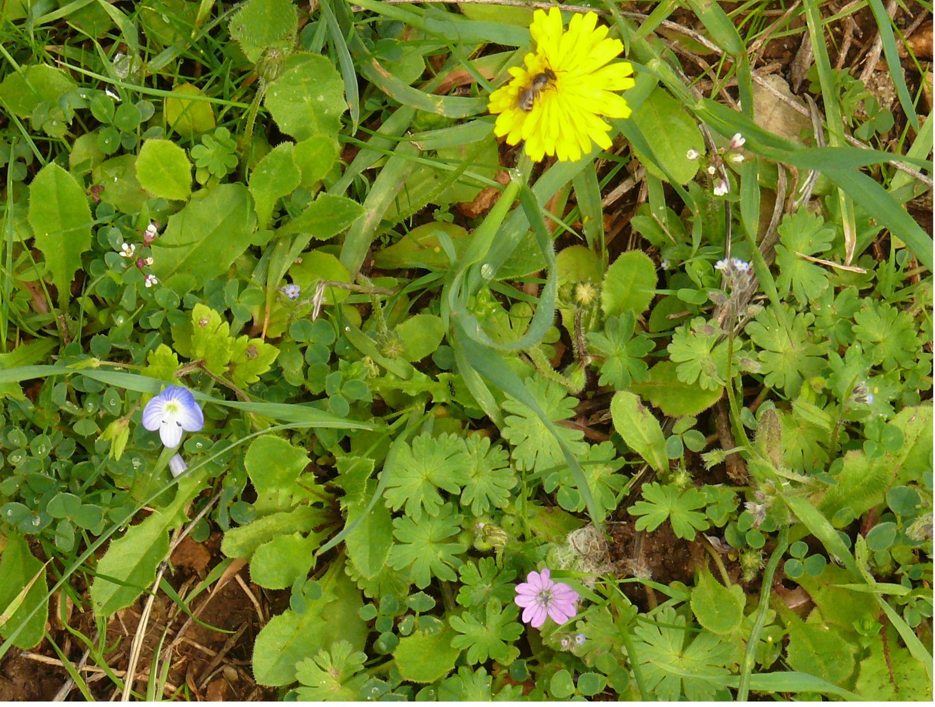 Jolies petites fleurs simples...