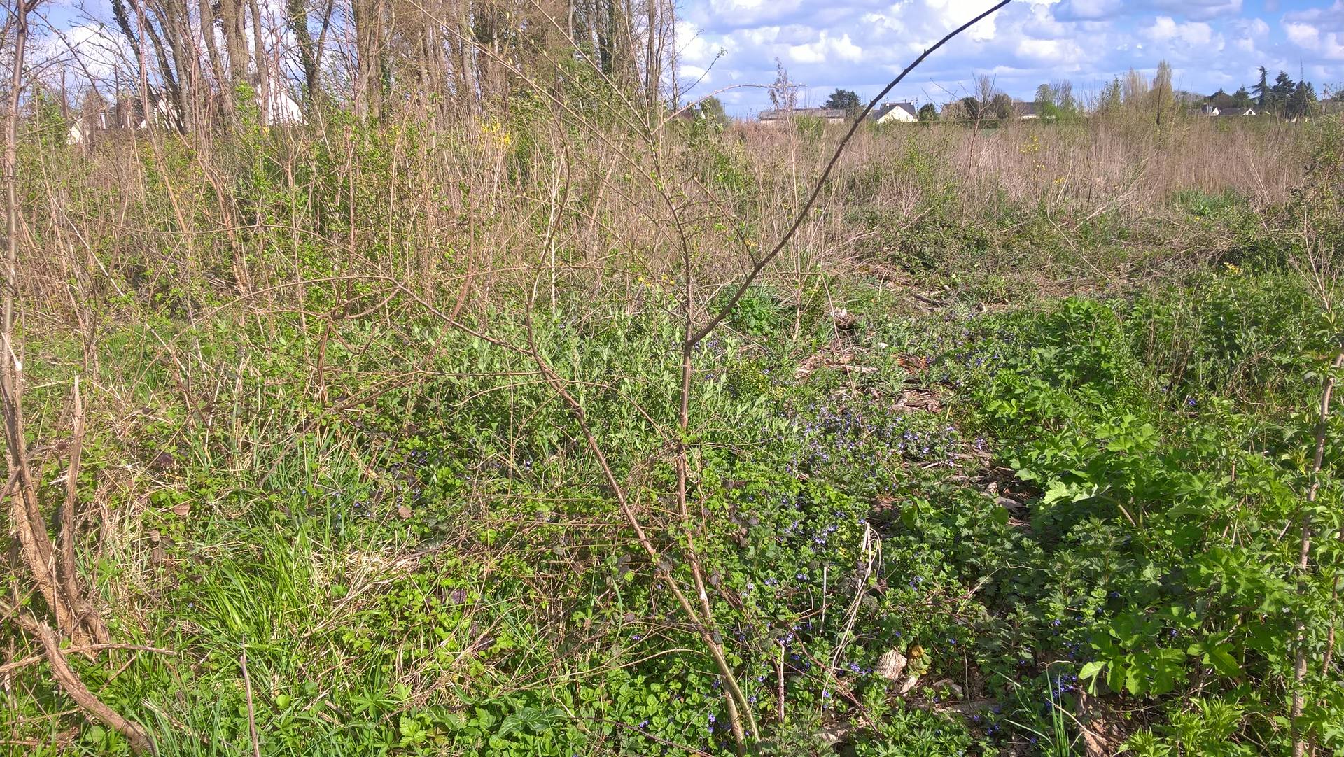 coupe bois en friche