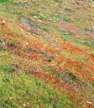 Cette image colorée donne une idée de la biodiversité bretonne près des côtes dans la région de Quimper. Il est difficile de distinguer le nombre d'espèces car  la photo est un paysage. Les différentes couleurs donnent une idée de la variété existante.